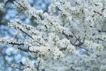 white blossoming tree