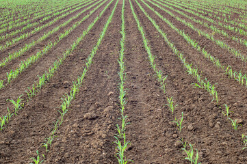 Young corn plants growing in a row in a field