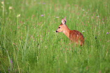 Roe deer cub grazing in meadow