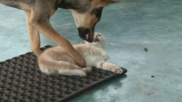 A dog picks up a cat and puts it on a mat and start to play.