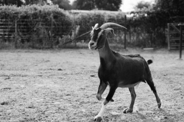 Horned goat walking through dirt on farm with copy space on blurred background.