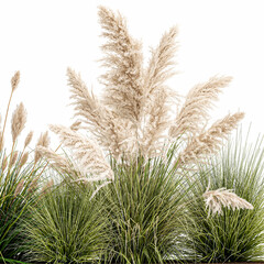Fototapety   white pampas grass in flowerpot isolated on white background
