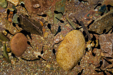 close up of tadpoles