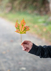 Hand holding up a colorful fall leaf