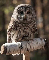 Portrait of a Barred Owl on stand