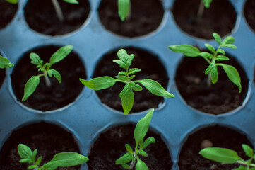 green sprouts of tomato seedlings in cells with earth