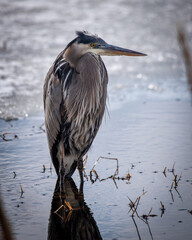 Great Blue Heron looking for food in a lake