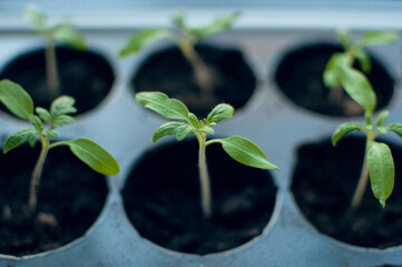 green sprouts of tomato seedlings in cells with the ground, with a blurred background