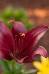 dark red lily flower, with blurred background