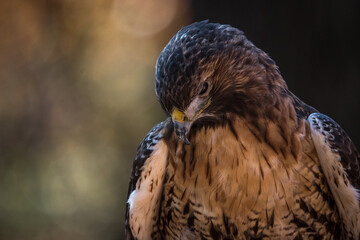 Portrait of a Hawk