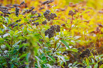 Black elderberry berries in the autumn forest. Medicinal plant. Coronavirus treatment.