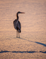 Great blue heron alone on a frozen lake