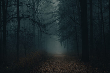 Dark forest in mist, foggy day, mysterious atmosphere