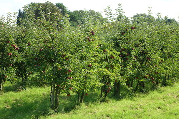Fototapeta na wymiar Juicy and healthy red apples hanging on the trees right before the harvest at Altes Land, Northern Europe's largest fruit producing region, Finkenwerder, Hamburg, Germany 