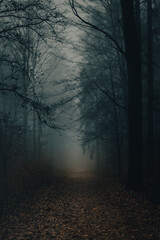 Naklejka premium Dark forest in mist, foggy day, mysterious atmosphere