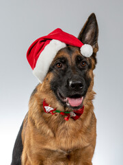 Christmas dog concept image. Cute German shepherd dog wearing a xmas hat or costume. Image taken in a studio.