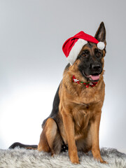 Christmas dog concept image. Cute German shepherd dog wearing a xmas hat or costume. Image taken in a studio.