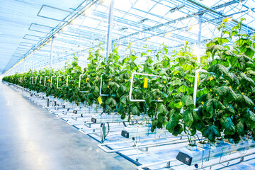 Green crop of cucumber in modern greenhouse