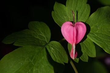 Pink Bleeding heart flower on green leaf