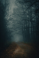 Dark forest foggy day mysterious scenery moody autumn