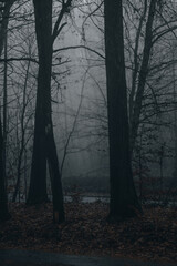 Dark forest in mist, foggy day, mysterious atmosphere