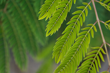 leaves of the Persian silk tree, botanical name: Albizia Julibrissin, popularly known as Summer Chocolate, View of the leaves of the plant in the foreground with unfocused background