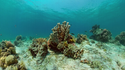 Naklejka na ściany i meble Colourful tropical coral reef. Scene reef. Seascape under water. Philippines.