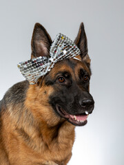 Funny dog concept image of a German shepherd dog wearing costumes.