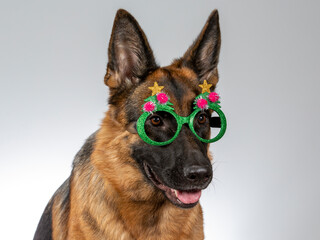 Funny dog concept image of a German shepherd dog wearing costumes.