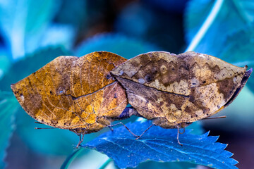 Macro shots, Beautiful nature scene. Closeup beautiful butterfly sitting on the flower in a summer garden.