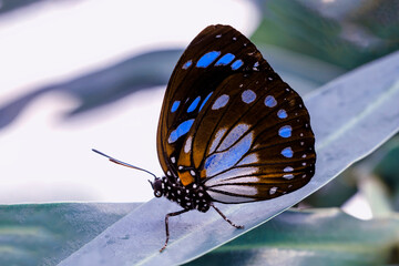 Macro shots, Beautiful nature scene. Closeup beautiful butterfly sitting on the flower in a summer garden.