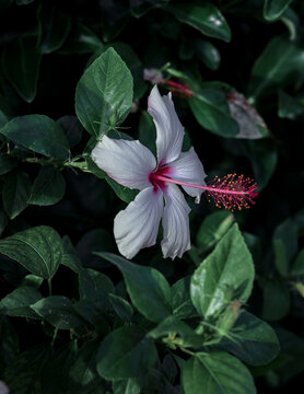 Beautiful, native Hawaiian hibiscus on green leaf background, White hibiscus flower, Chinese hibiscus, Gurhal, Jaswand and tropical hibiscus.