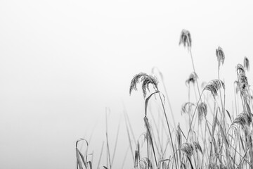 Schilf mit nebligem Hintergrund und Textfreiraum