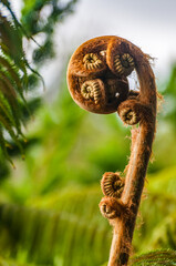Double leaf bud