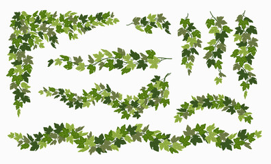 Ivy vines set, various green creeper plant isolated on white background. Vector illustration in flat cartoon style. © ✦ Bizarre Factory ✦