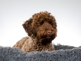 Australian labradoodle dogs posing in a studio. Image taken with white background.
