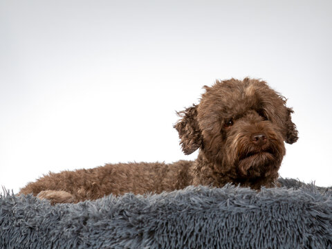 Australian labradoodle dogs posing in a studio. Image taken with white background.