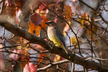 Cedar waxwing bird sitting on a branch
