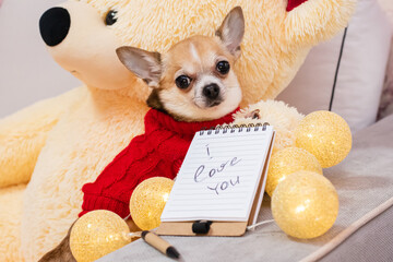 A bored, well-dressed dog lies next to a notebook that says "I love you." On Valentine's Day, a pet in a red sweater misses his beloved.