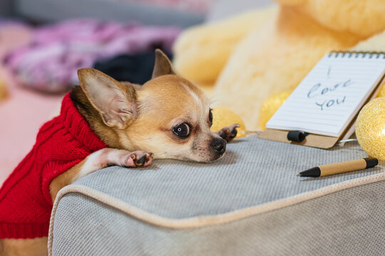 A bored, well-dressed dog lies next to a notebook that says "I love you." On Valentine's Day, a pet in a red sweater misses his beloved.	