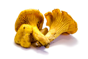 Several chanterelle mushrooms isolated on white background