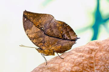 Obraz premium Macro shots, Beautiful nature scene. Closeup beautiful butterfly sitting on the flower in a summer garden.