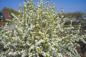 Spring pear blossom on the land plot of the garden cooperative. In the background there are buildings and greenhouses of other dachas. Top view.