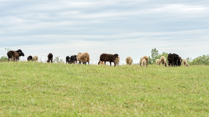 A flock of sheep on a free summer pasture. Copy space.
