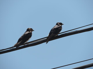 blackbird on a wire