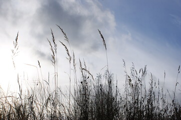 grass and sky