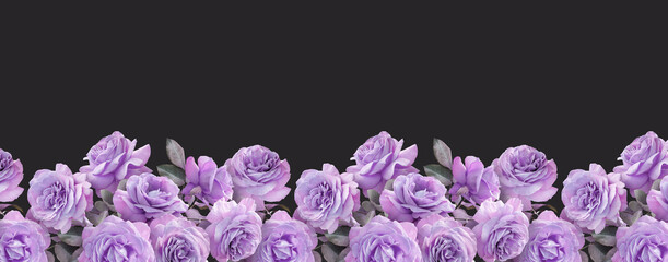 Floral banner, header with copy space. Purple roses isolated on dark background. Natural flowers...