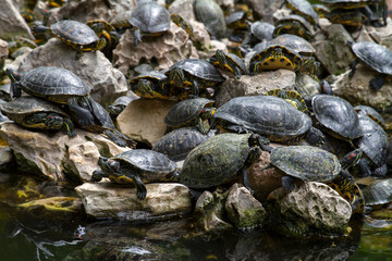 Tortuga, Galapago o Giant Tortoise en la ciudad de Atenas, en el pais de Grecia