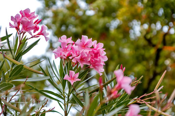 Oleander. Pink beautiful and delicate flowers