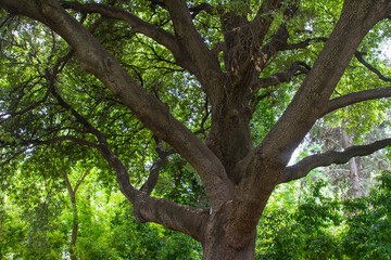 Fototapeta premium Arbol o Tree en la ciudad de Atenas, en el pais de Grecia